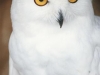 Snowy Owl Potter Park Zoo