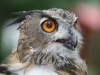 What Big Eyes You Have at Potter Park Zoo