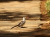 Resident hornbill