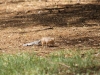 Ground squirrel