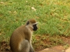 Beware of the vervet monkeys - they are very fast