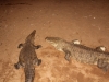 Crocs at evening feeding