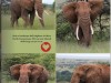 Digital page from 2021 Kenya trip showing embellishments