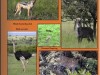 Digital page from 2021 Kenya trip showing variety of layouts