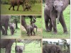 Digital page from 2018 trip to Kenya