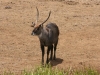 Waterbuck at the Water Hole