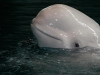 Beluga Whale Shedd Aquarium