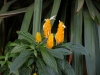 Lots of beautiful flowers