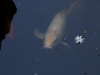 Friendly fish too