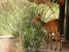 Wildlife around the tent - bushbuck