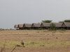 Morani wing
