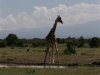 Giraffe at the Water Hole