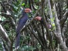 Crowned hornbills off porch