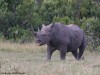 Curious black rhino