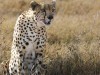 Cheetah after warthog breakfast