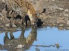 Spotted hyena casting a reflection