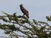This Long-crested eagle sat long enough for a photo