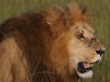 Fighting between Mara North males was common