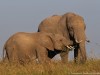 Mom and youngster in Mara North