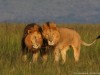 Lion brothers in Mara North Conservancy
