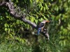 Grey-headed kingfisher by the river