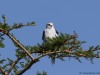 Black-shouldered kite posing in Mara North