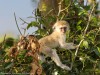 This young vervet monkey was very curious