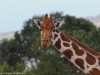 Reticulated giraffe in Ol Pejeta