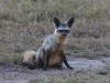 Bat-eared fox hoping to find a snack before bedtime