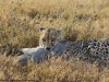 This male cheetah grabbed a warthog for a snack in Ol Pejeta