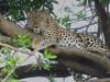 Another leopard Nalangu in Mara North Conservancy