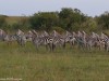 These zebras are wondering if they are going to be someone's dinner