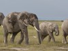 An abundance of elephants in Amboseli National Park make for great photography