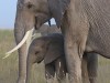 This little one is being protected by mom