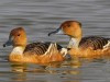 Beautiful Fulvous whistling ducks enjoying a swim
