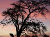 Birds are waking up as the sun rises at Ol Pejeta