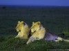 The sun was down and these lions were about to hunt in Ol Pejeta