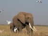 The egrets love when the elephants stir up the grasses so they can enjoy the insects