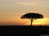 Another fantastic sunrise in Mara North