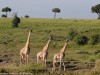 Curious Masai giraffes watched while we had breakfast at the Mara River