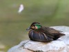Baikal teal