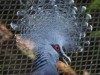 Victoria crowned pigeon
