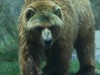 Very large Brown bear