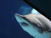 Sand tiger shark