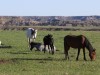 Wild horses