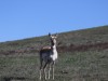 Pronghorn