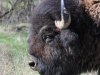 Lots of Bison