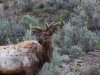 Elk in velvet