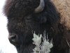 Big Yellowstone Bison