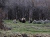 Grizzly bear with two cubs